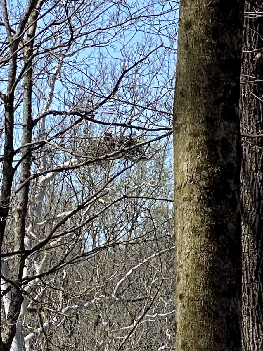 Bald Eagle - Jeryl Reed