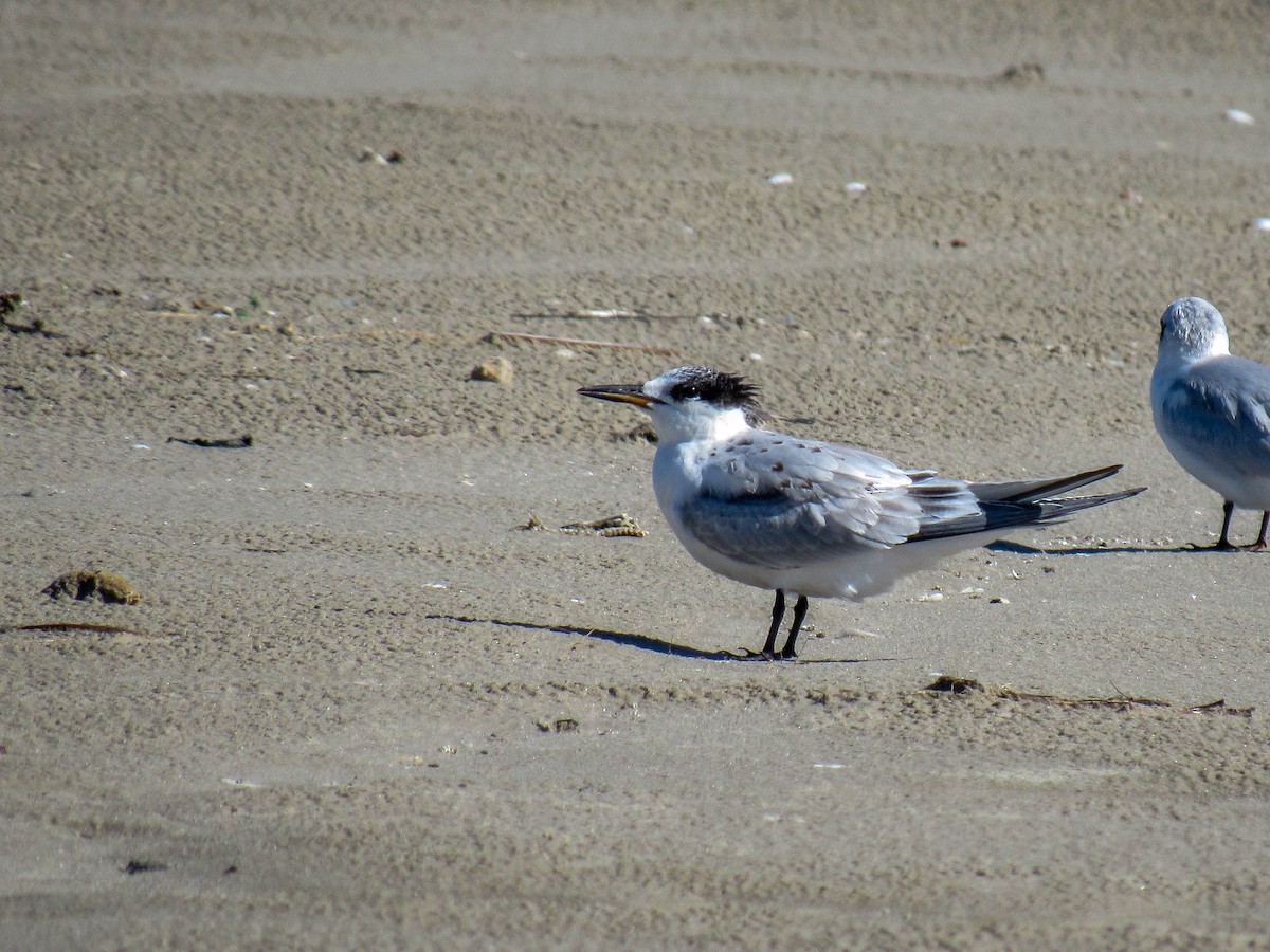 Sandwich Tern - Luis  Weymar Junior