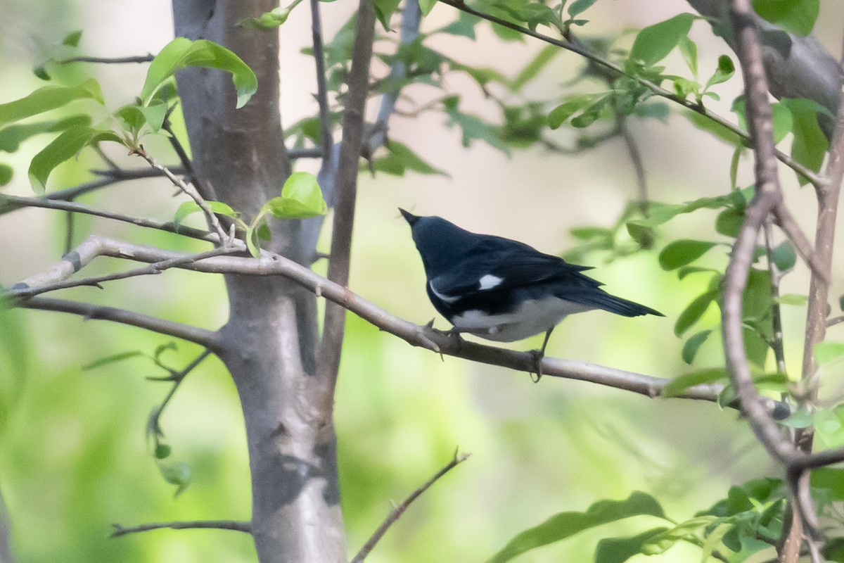 Black-throated Blue Warbler - Patrick McKenzie