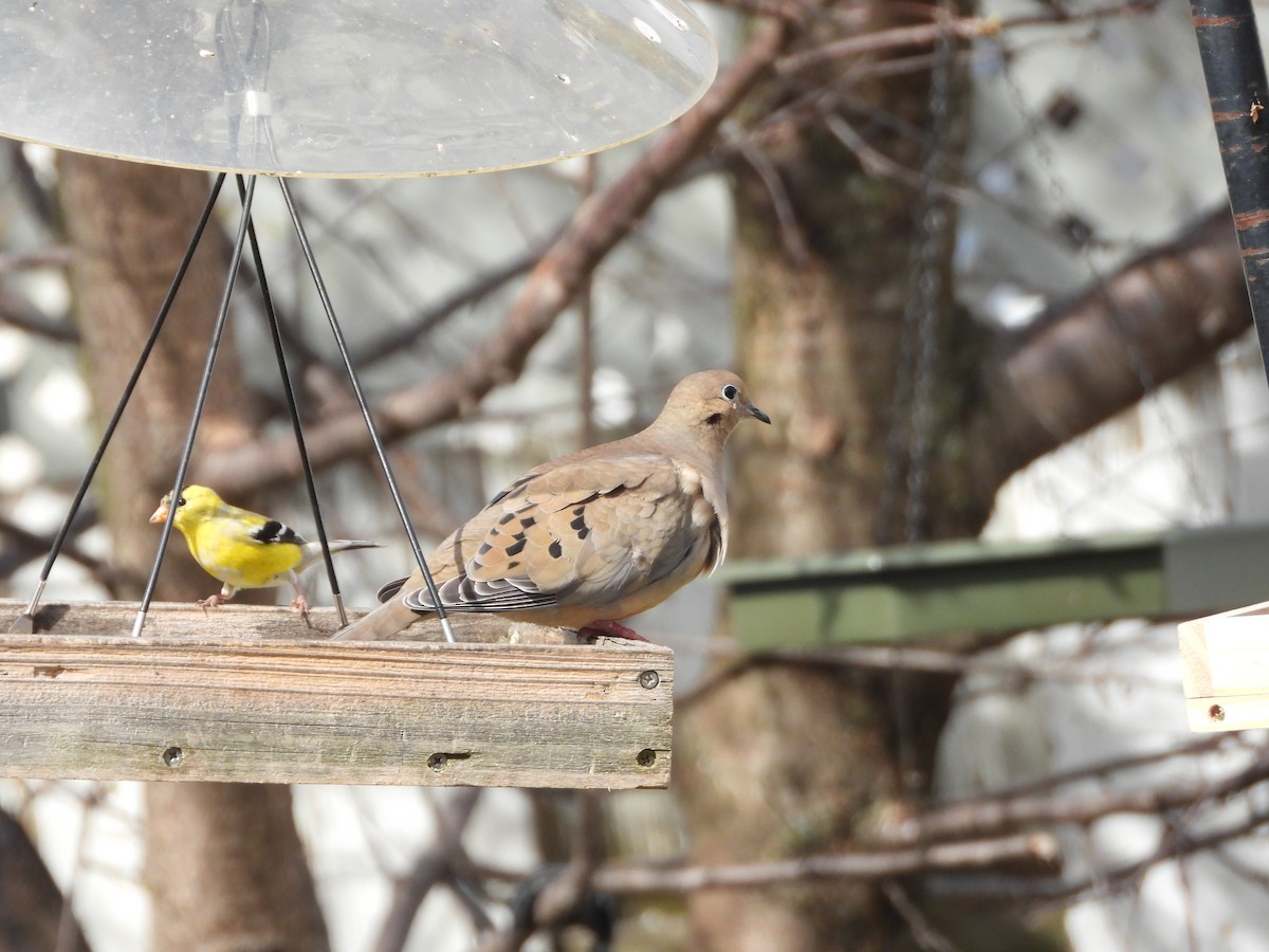 Mourning Dove - Daniel Coderre