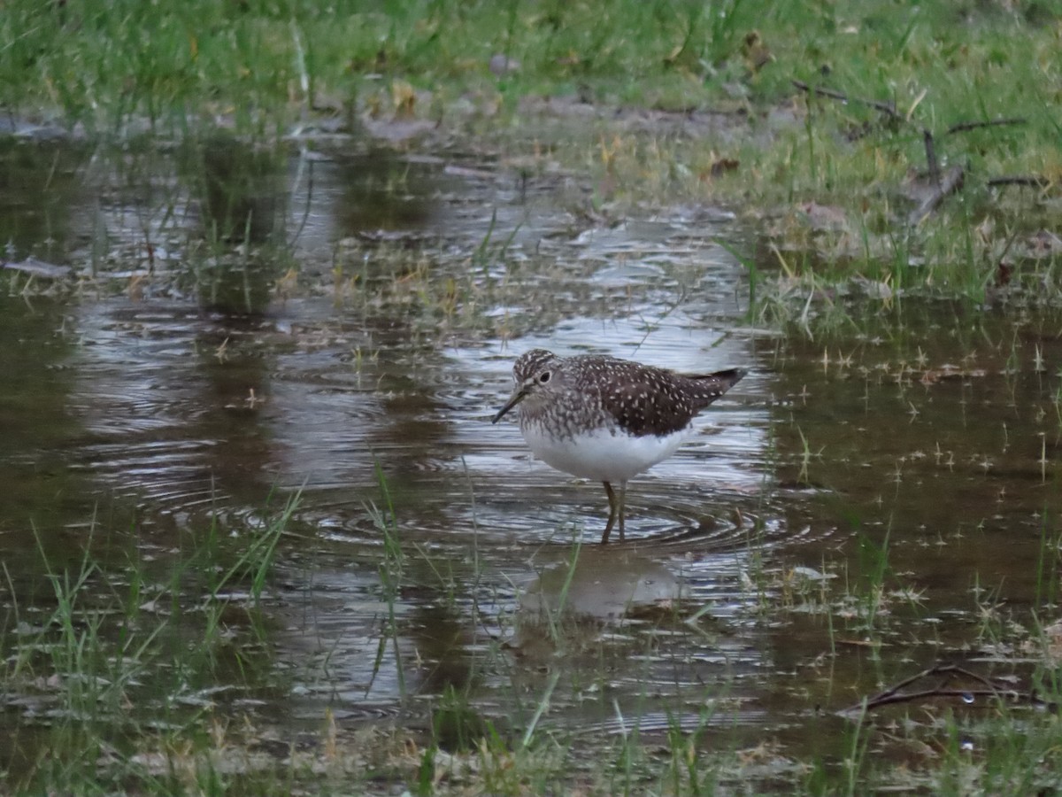 Solitary Sandpiper - Collin Smith