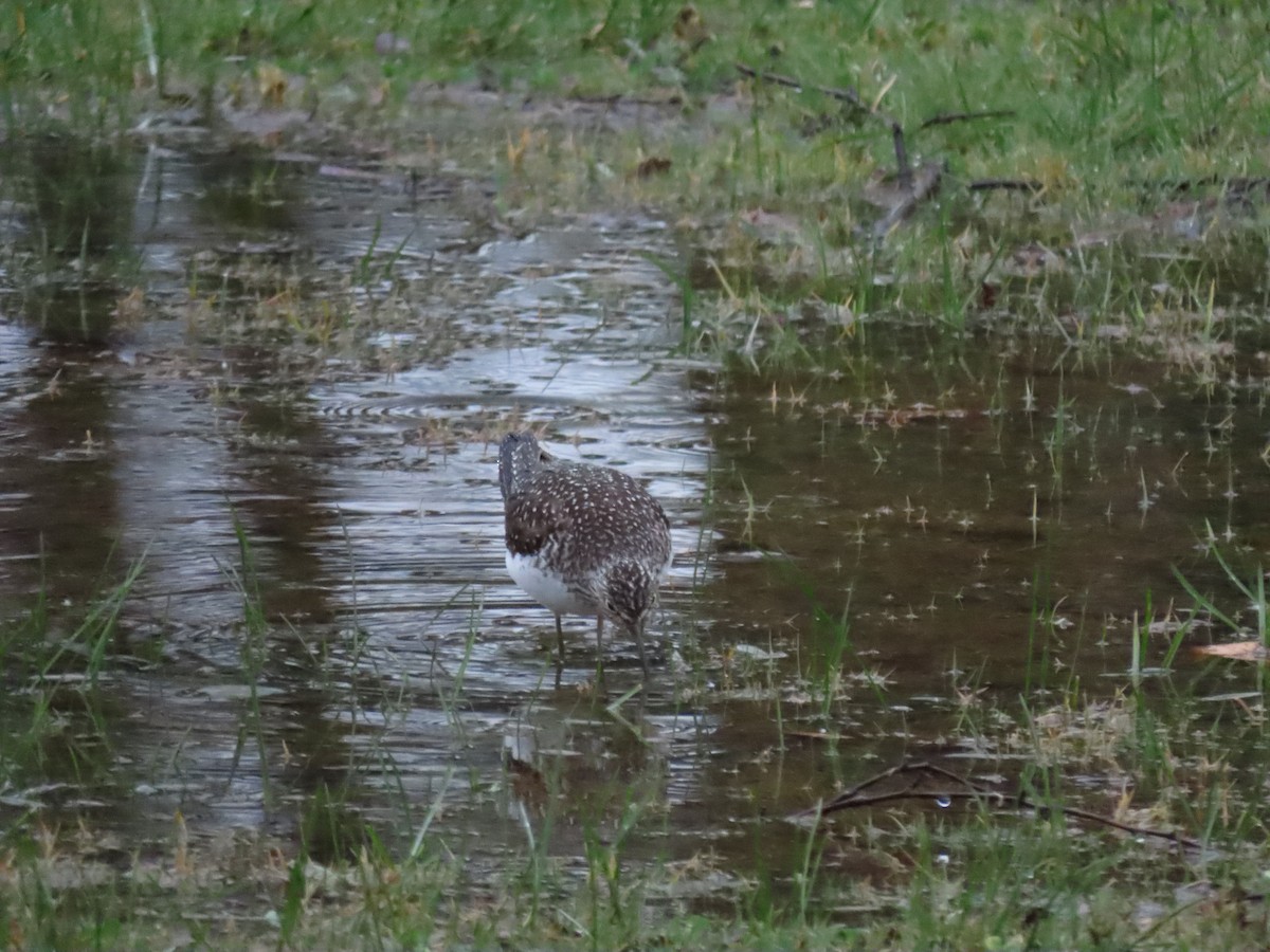 Solitary Sandpiper - Collin Smith