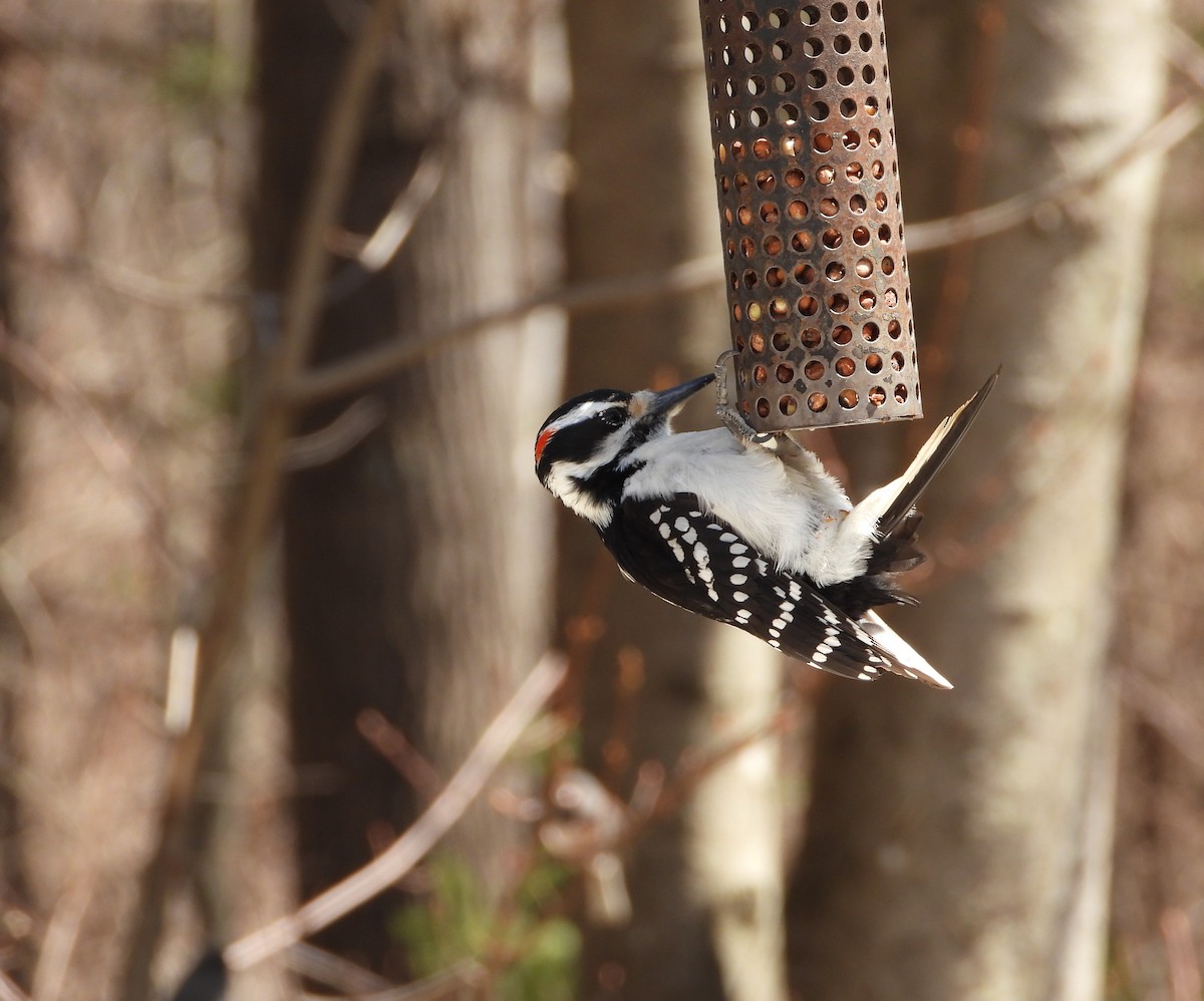 Hairy Woodpecker - Daniel Coderre