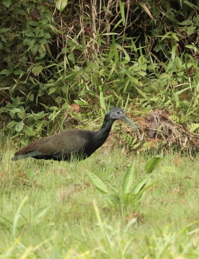 Green Ibis - ML618149871