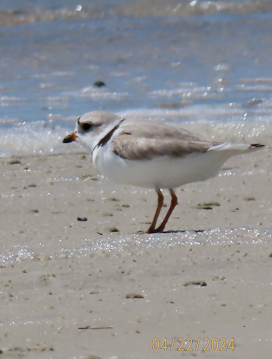 Piping Plover - ML618149873