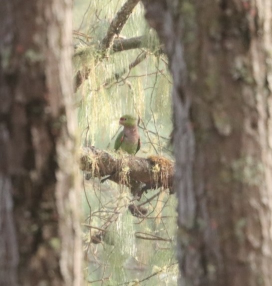 ブドウイロボウシインコ - ML618149890