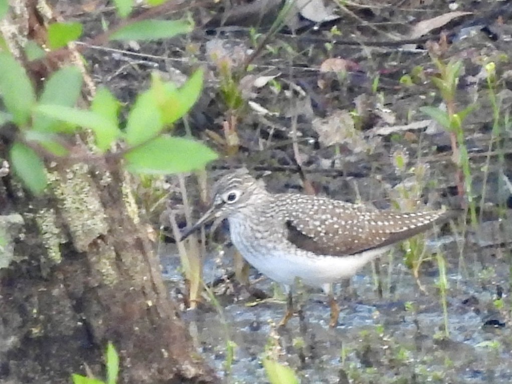 Solitary Sandpiper - Matt Rivers