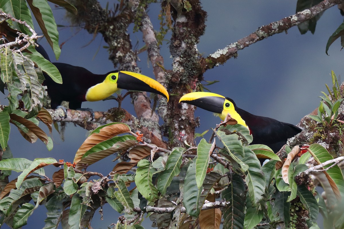 Yellow-throated Toucan - ML618149922