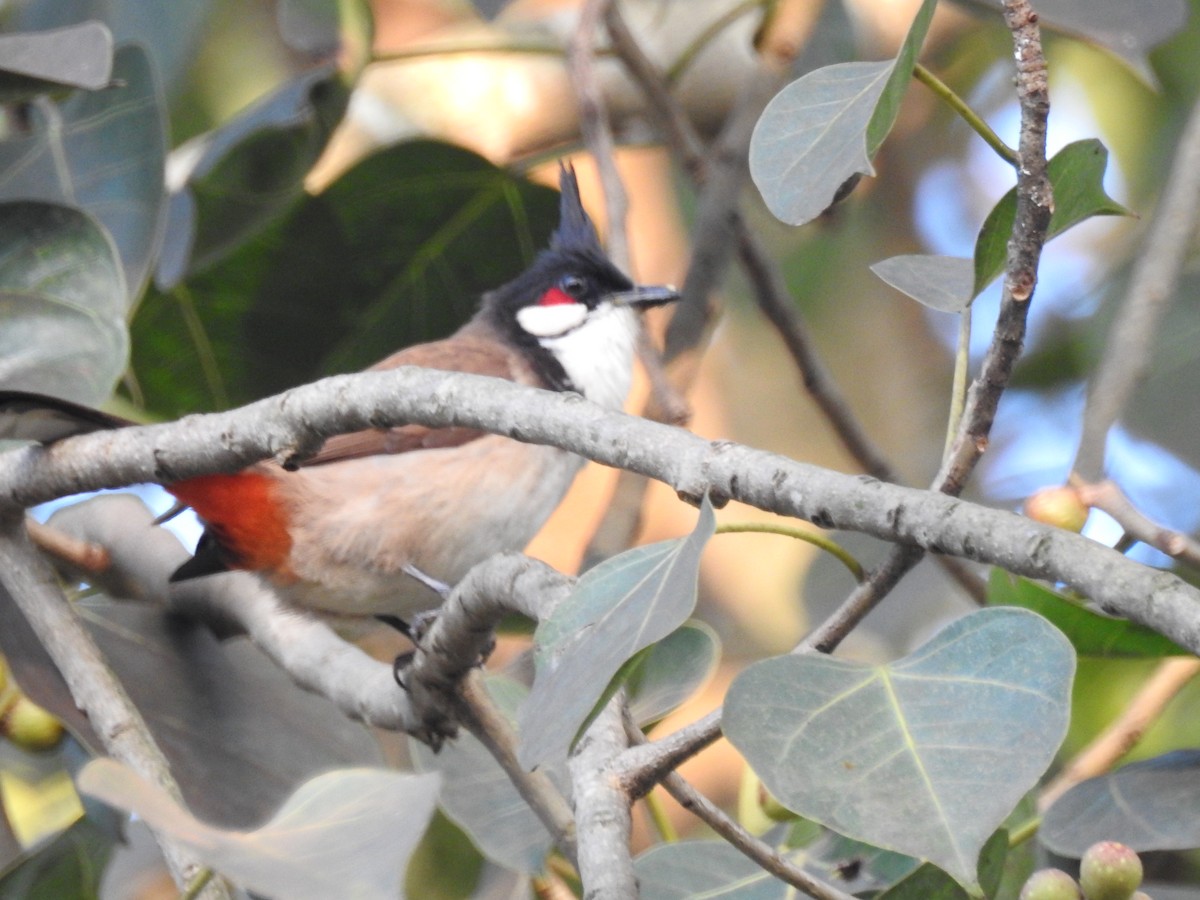 Red-whiskered Bulbul - Marco Costa