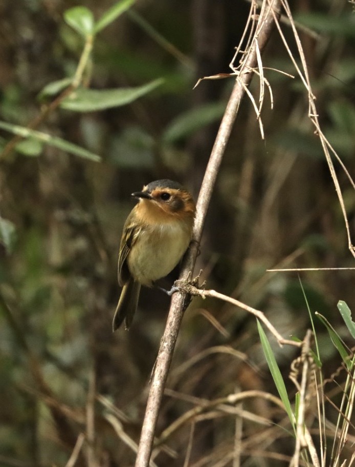 Ochre-faced Tody-Flycatcher - Janaina Souza