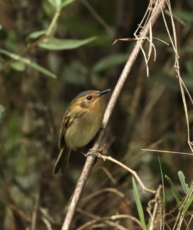 Ochre-faced Tody-Flycatcher - ML618149930