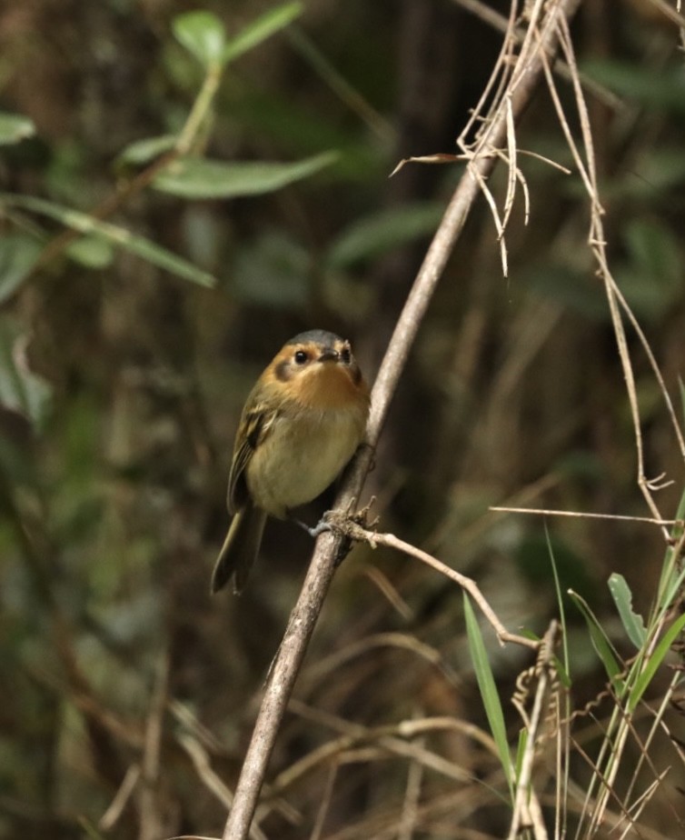 Ochre-faced Tody-Flycatcher - ML618149931