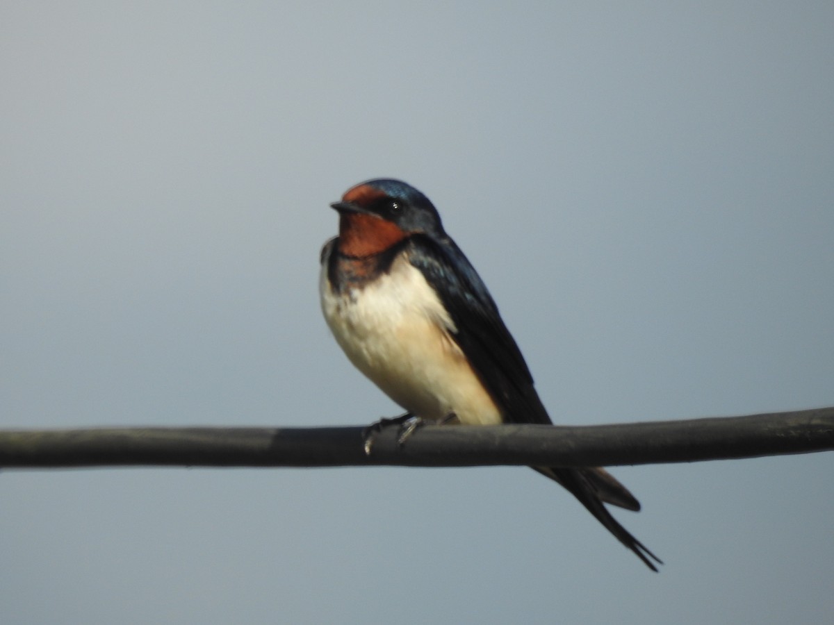 Barn Swallow - Marco Costa