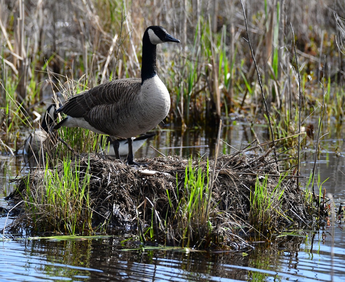 Canada Goose - mike shaw