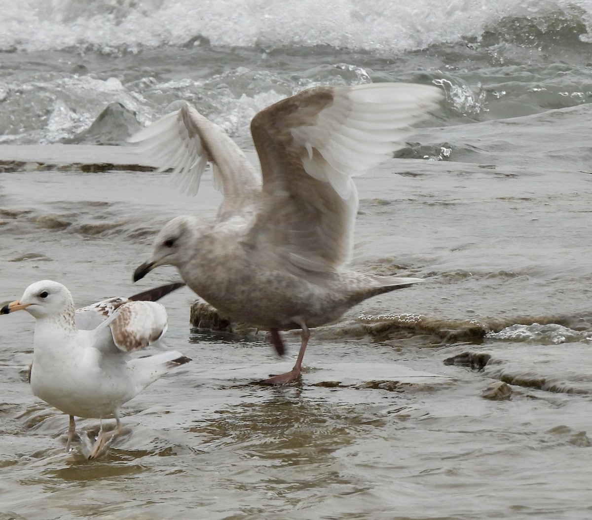 Iceland Gull (kumlieni) - William McClellan