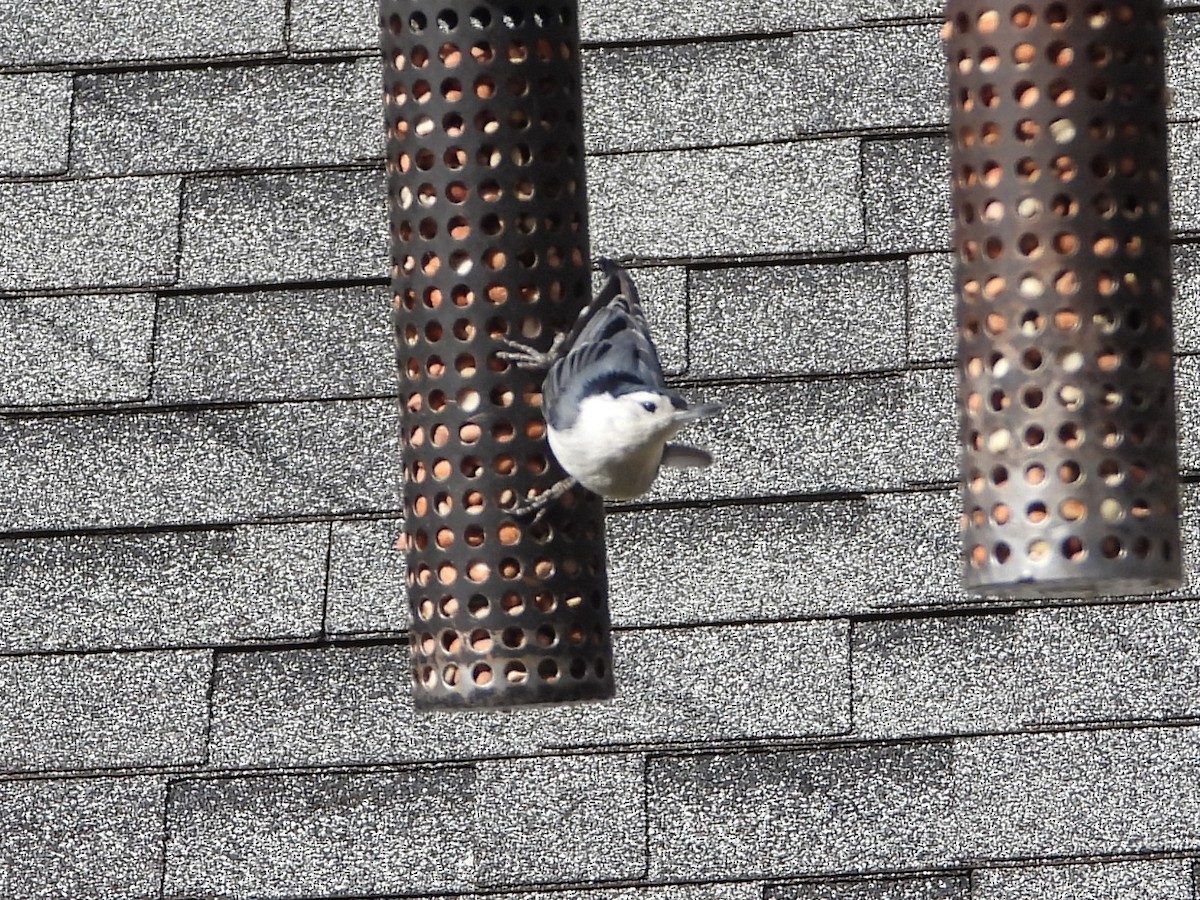 White-breasted Nuthatch - Daniel Coderre