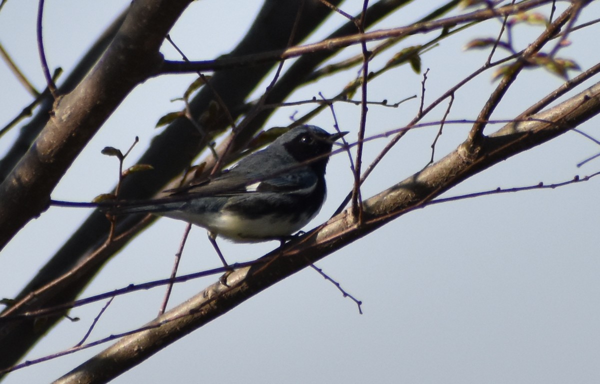 Black-throated Blue Warbler - Nicholas Comparato