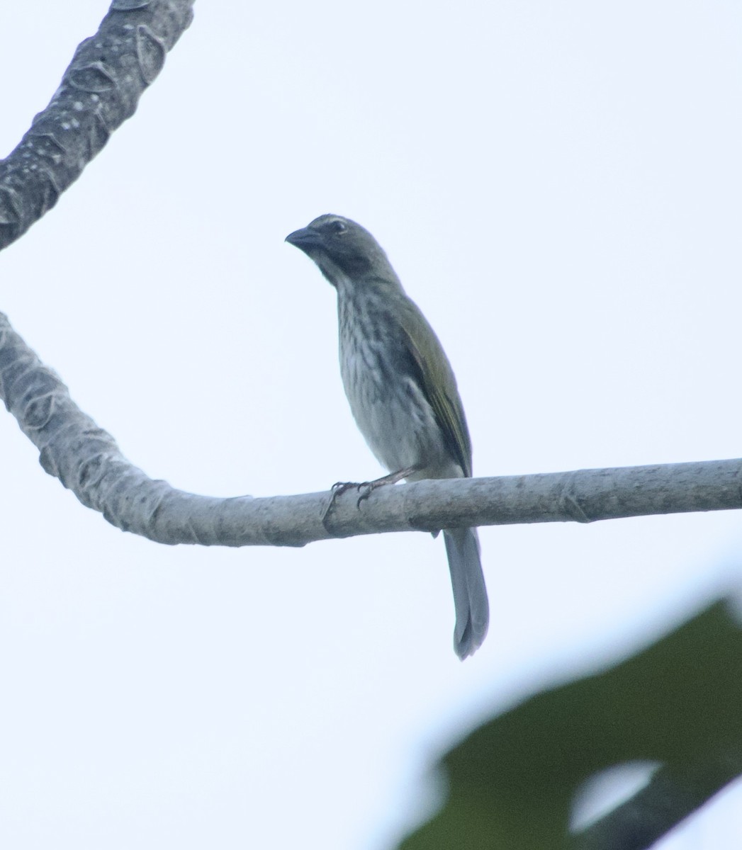 Streaked Saltator - Maria Isabel Mantilla Mantilla