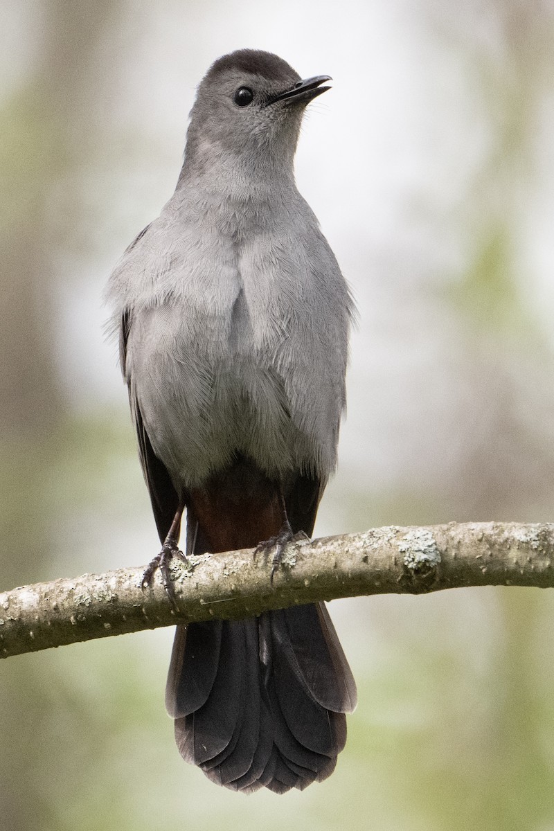 Gray Catbird - ML618150007