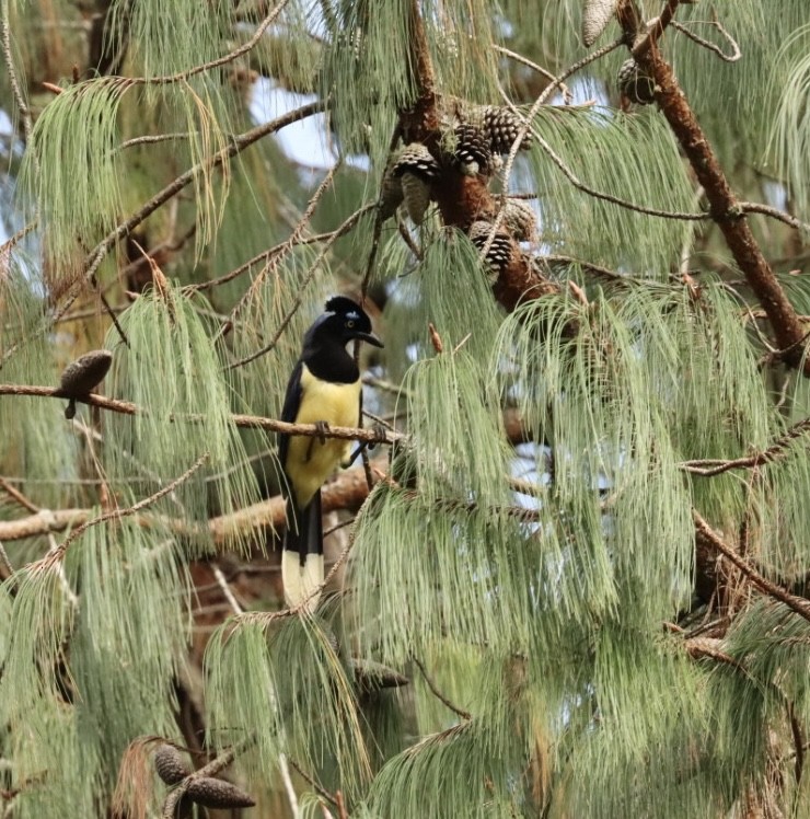 Plush-crested Jay - ML618150018