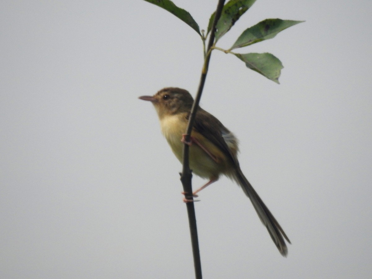 Yellow-bellied Prinia - Marco Costa