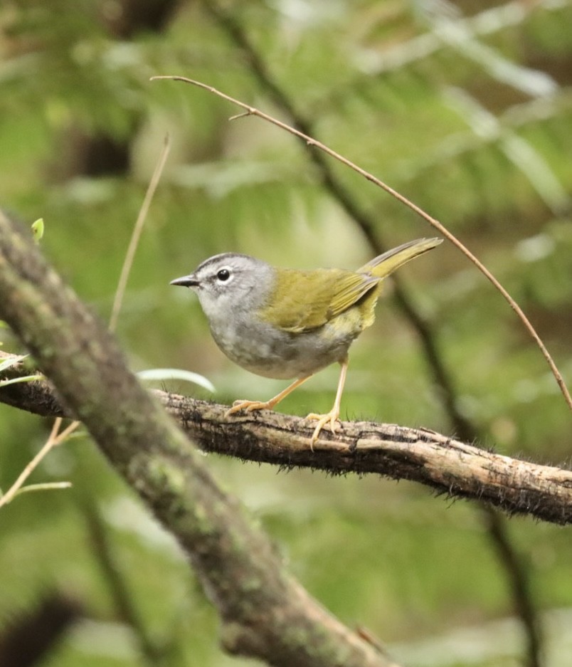 Olivflanken-Waldsänger - ML618150024