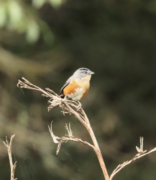 Buff-throated Warbling Finch - ML618150029