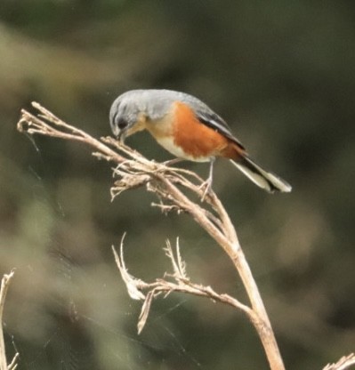 Buff-throated Warbling Finch - ML618150030