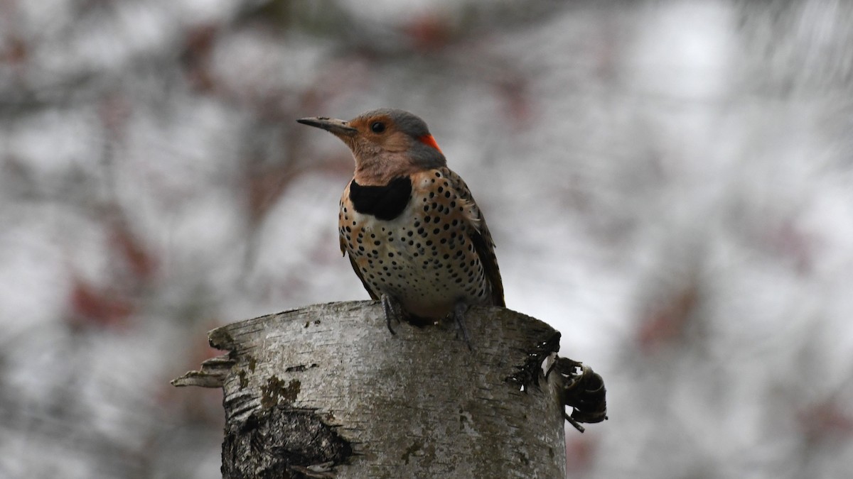 Northern Flicker - Marc Poirier