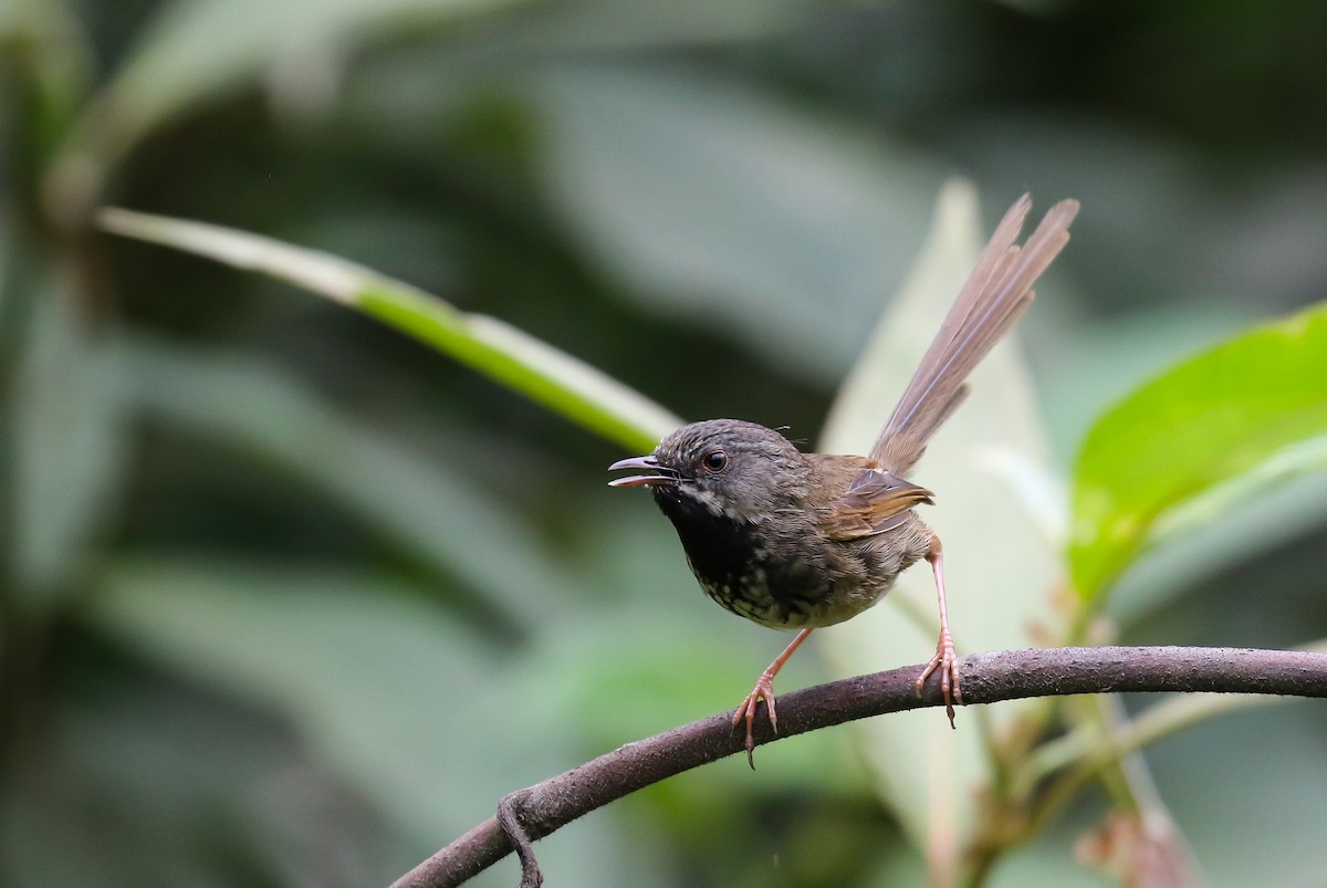 Black-throated Prinia - Pallab Saikia