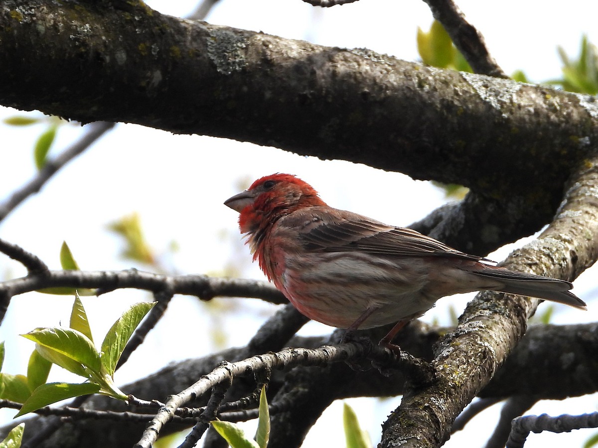 House Finch - Daniel Coderre