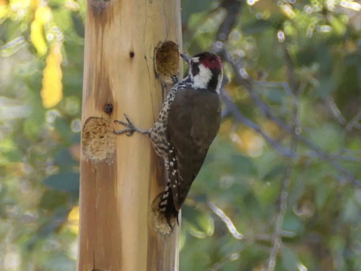 Arizona Woodpecker - Nancy Houlihan