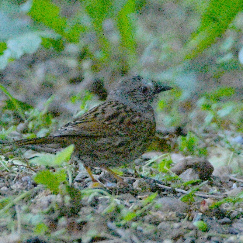 Dunnock - ML618150070