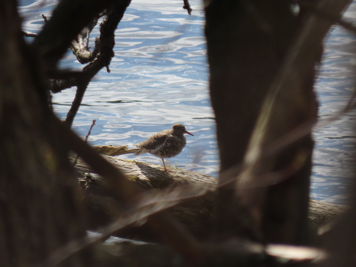 Spotted Sandpiper - Collin Smith