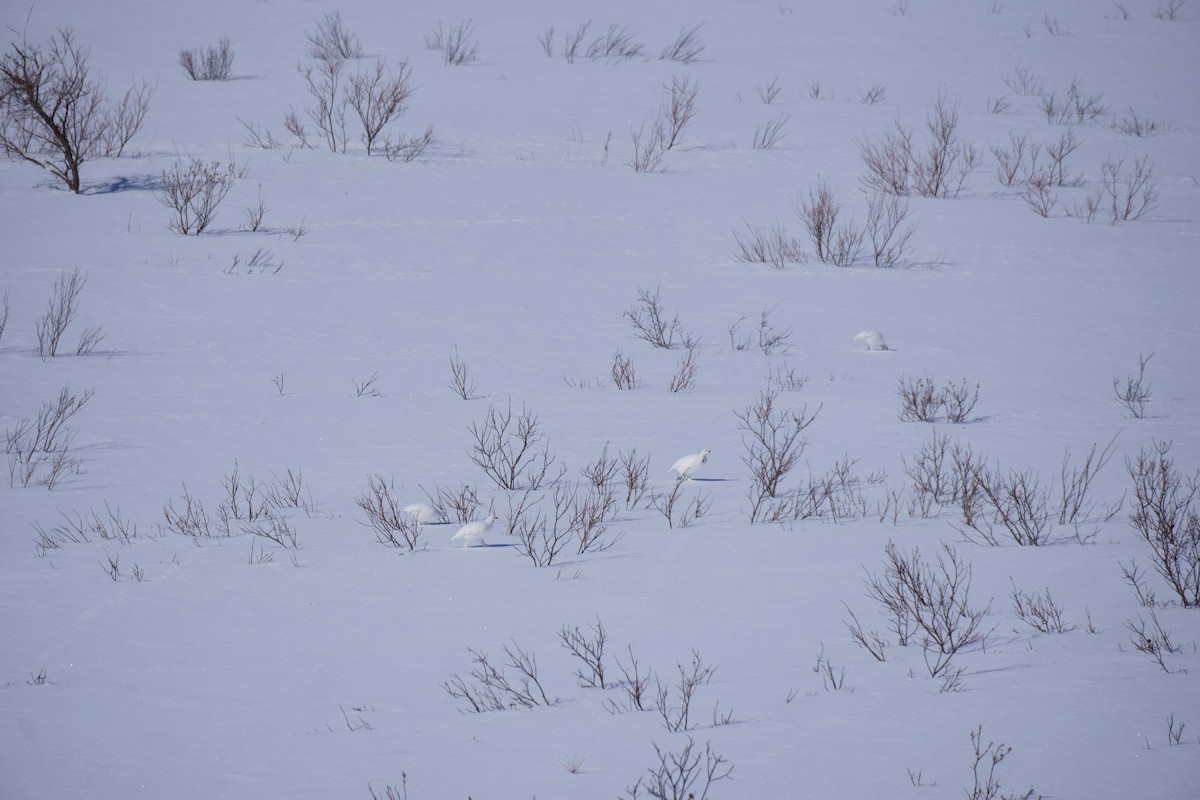 Willow Ptarmigan - Judith Hayden