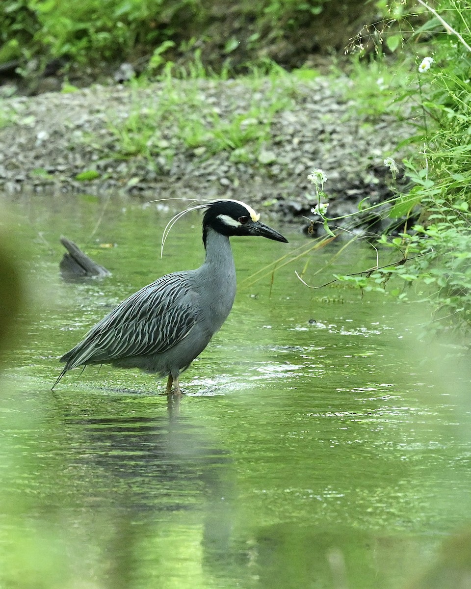 Yellow-crowned Night Heron - Joe Wujcik