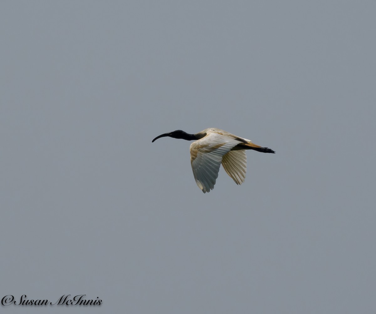 Black-headed Ibis - Susan Mac