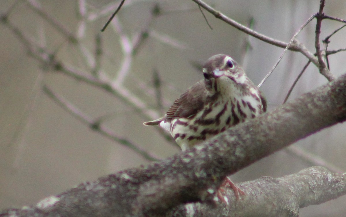 Louisiana Waterthrush - Susan Boyce