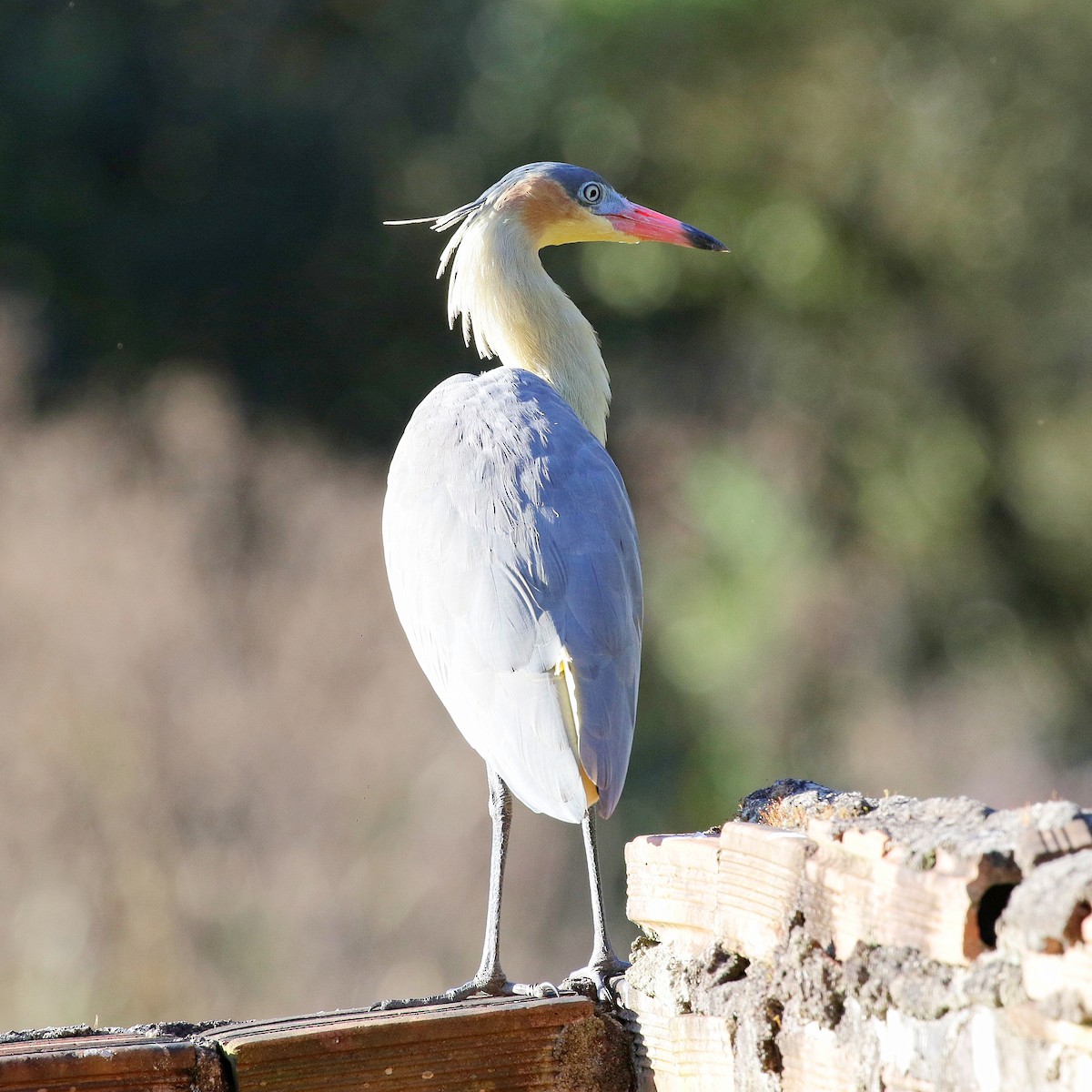 Whistling Heron - José Dionísio JDionísio