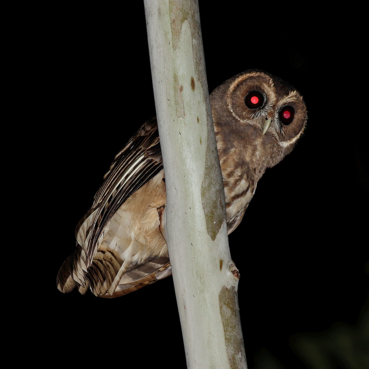 Mottled Owl - José Dionísio JDionísio