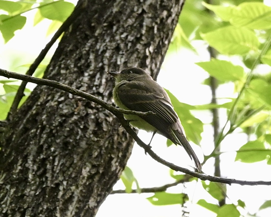 Eastern Phoebe - Joe Wujcik