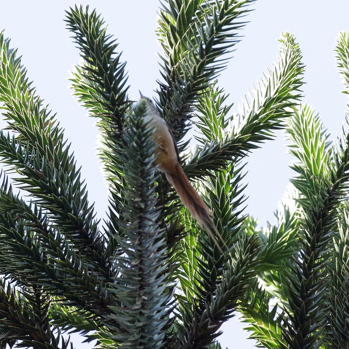 Araucaria Tit-Spinetail - ML618150105