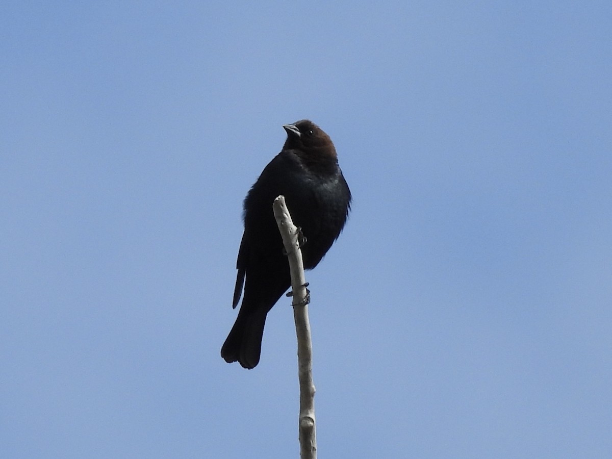 Brown-headed Cowbird - Ryan Gannon