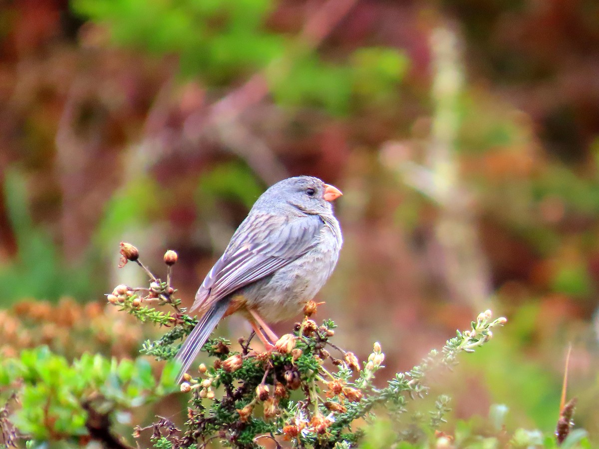 Plain-colored Seedeater - Jorhs Garcia Murillo