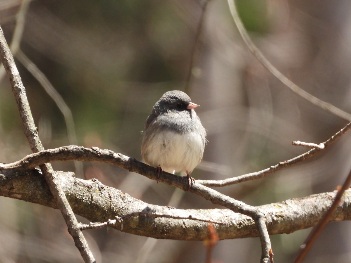 Dark-eyed Junco - Daniel Coderre