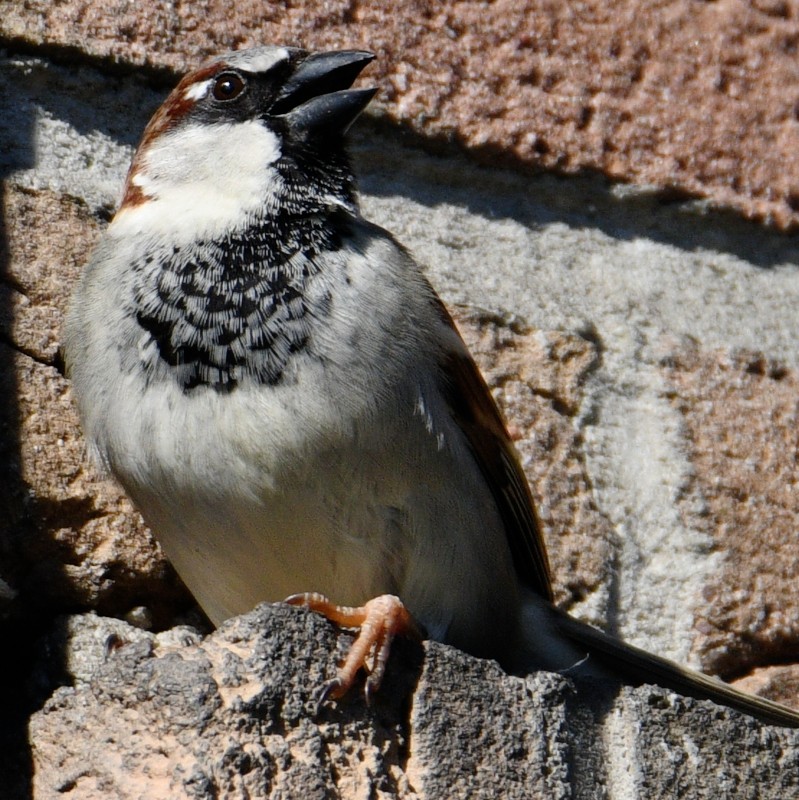 House Sparrow - ML618150116