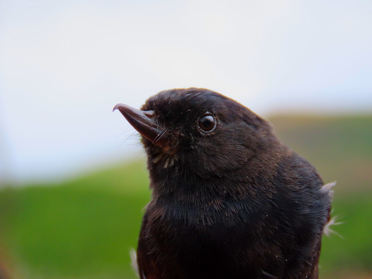 Black Flowerpiercer - Jorhs Garcia Murillo