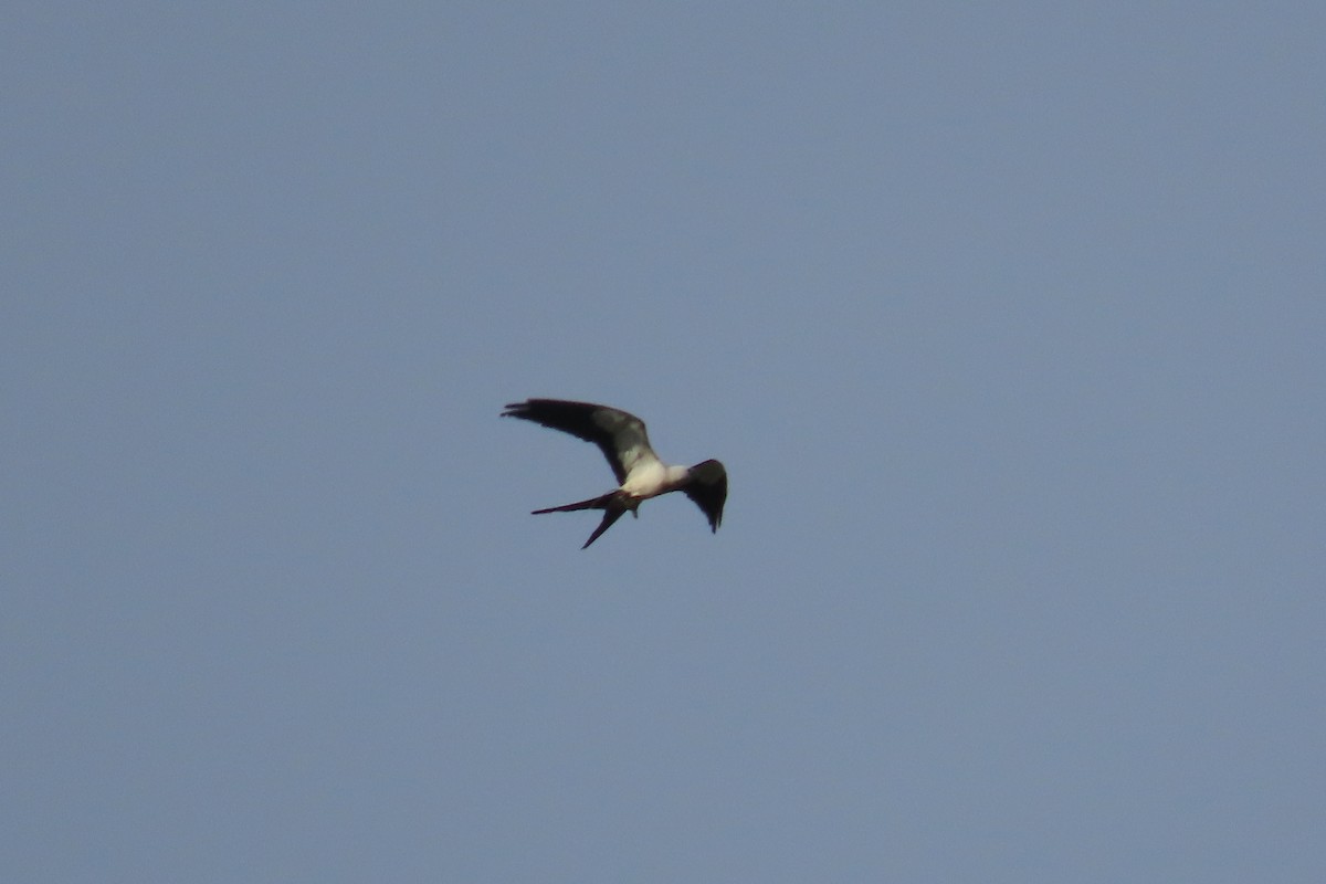 Swallow-tailed Kite - Julio Barquero Elizondo