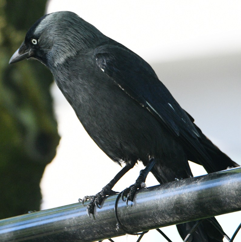 Eurasian Jackdaw - ML618150125