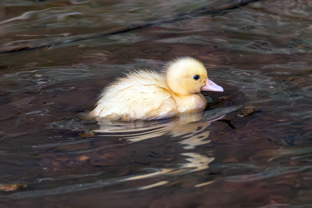 Muscovy Duck - Fernando Calmon